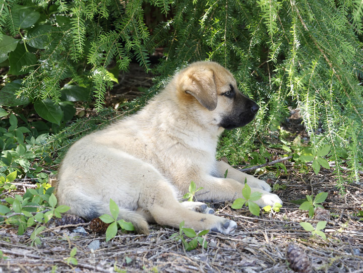 chinook dog